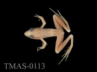 藏品(長腳赤蛙)的圖片